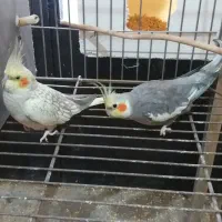 فروش انواع عروس هلندی خوشگل و کشیده