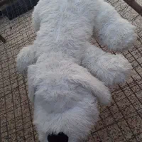 عروسک بزرگ|اسباب‌‌بازی|ایذه, |دیوار