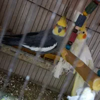 جفت عروس هلندی|پرنده|گرگان, |دیوار