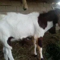 بز نر افغانی