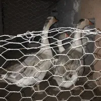 قو غاز نر|حیوانات مزرعه|تاکستان, |دیوار