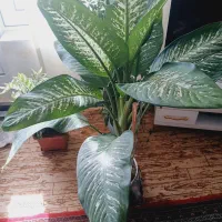 گُله دیفِن باغی