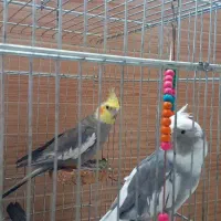 عروس هلندی جفت