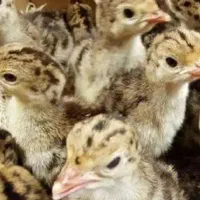 جوجه بوقلمون یکروزه
