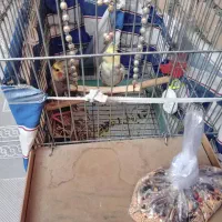 پرنده عروس هلندی|پرنده|فاضل آباد, |دیوار