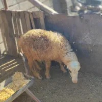 فروش دو راس بره نر سبک. سعادت شهر|حیوانات مزرعه|پاسارگاد, |دیوار