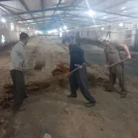 کود مرغی کود گوسفندی کود گاوی|خدمات باغبانی و درختکاری|ماهدشت, |دیوار