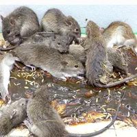 سمپاشی حشرات ساس سوسک موریانه کنه سم پاشی ضمانتی|خدمات نظافت|مشهد, طلاب|دیوار