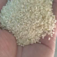 برنج وخرده‌کامفیروز خوش عطر به شرط پخت|خوردنی و آشامیدنی|شیراز, آزادگان|دیوار