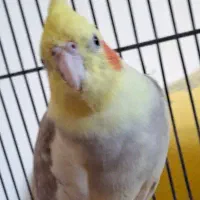 عروس هلندی لوتینو|پرنده|بندر انزلی, معلم|دیوار