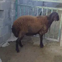 بره قوچ|حیوانات مزرعه|کوهدشت, |دیوار