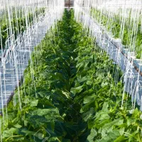 گلخانه زمین کشاورزی تلمبه|فروش دفتر صنعتی، کشاورزی، تجاری|راین, |دیوار