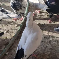 کفتر|پرنده|خمینی‌شهر, |دیوار