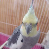 عروس هلندی نر