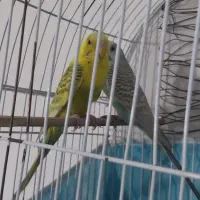 مرغ عشق جفتی