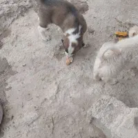 سگ پا گوتاه افغانی|سگ|نسیم‌شهر, |دیوار