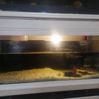 اکواریوم با ماهی