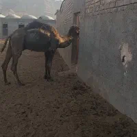 شتر فروشی