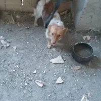 واگذاری سگ رایگان