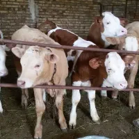 دام‌شهر بندرترکمن فروش بهترین گوساله پرواری|حیوانات مزرعه|ساوه, |دیوار