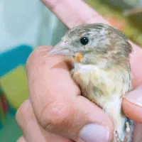 سهره قناری|پرنده|بهبهان, |دیوار