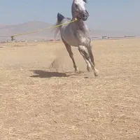 یک عدد اسب کرد سواری دار به فروش میرسد