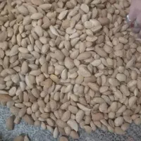 بادام درختی 100شیرین|عمده‌فروشی|آذرشهر, |دیوار