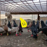 کفتر|پرنده|مشهد, کارمندان دوم|دیوار