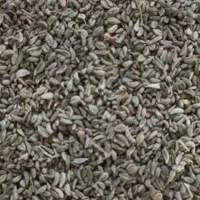 فروش بذر گیاه