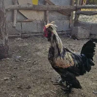 خروس نژاد زینتی|حیوانات مزرعه|سامان, |دیوار