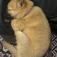 سگ اشپیتز پامر