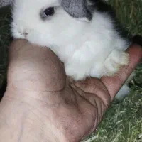 بچه خرگوش|موش و خرگوش|پاوه, |دیوار