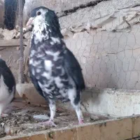 کبوتر سینه ساده کرمانی