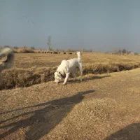 سگ گمشده|حیوانات|خوی, |دیوار