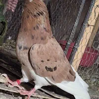 فروش حدودپنجاه تاکبوتر فقط یکجایی،تک فروشی ندارم