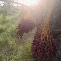 فروش یا اجاره آب و زمین کشاورزی|فروش دفتر صنعتی، کشاورزی، تجاری|ریگان, |دیوار