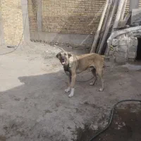 واگذاری سگ سرابی|سگ|خوی, |دیوار