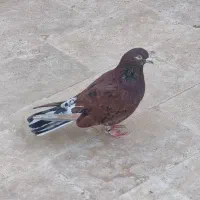 کبوتر حسابی