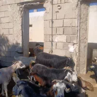 بز داشتی کهره دار|حیوانات مزرعه|اوز, |دیوار