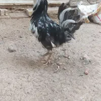 خروس گلین