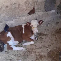 گاو و گوساله|حیوانات مزرعه|کرمانشاه, |دیوار