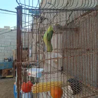 طوطی ماده|پرنده|چابهار, |دیوار