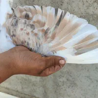 کبوتر عالی|پرنده|گنبد کاووس, |دیوار