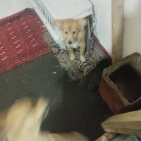 سگ شیواوا و پامر اشپیتز