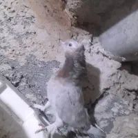 کبوتر کاشان سرور