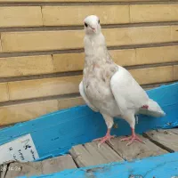 طوقی دم سفید|پرنده|اصفهان, سودان|دیوار