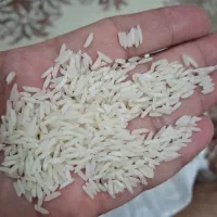 برنج هاشمی درجه یک ممتاز سورتینگ زده|خوردنی و آشامیدنی|آستانه اشرفیه, |دیوار