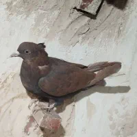 گلی کلاغ دوم سفید