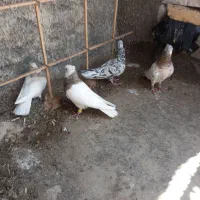 کبوتر