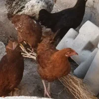 جوجه|حیوانات مزرعه|بناب, |دیوار